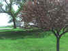Photo_051708_005.jpg (119026 bytes)